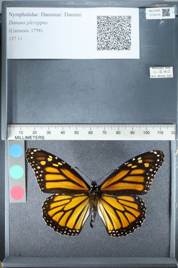 Media type: image;   Entomology 152518